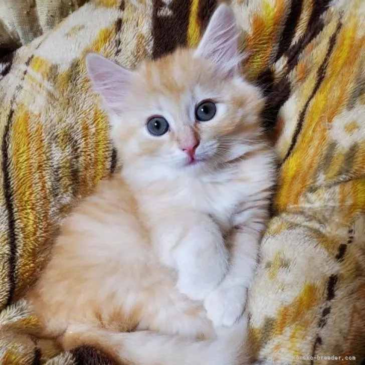 ID：2206-01623の子猫