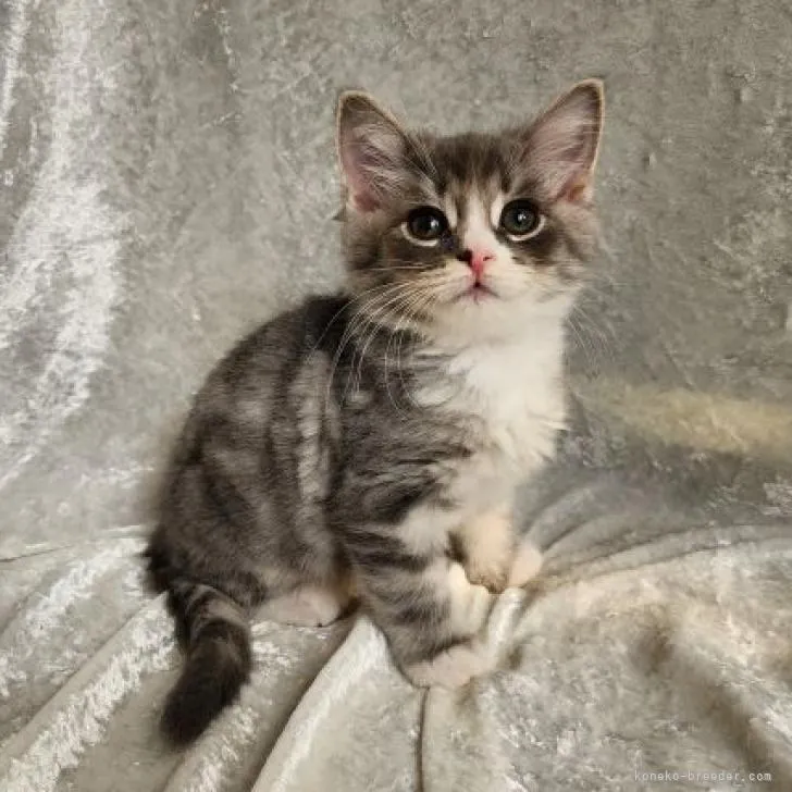 ID:2301-01683の子猫