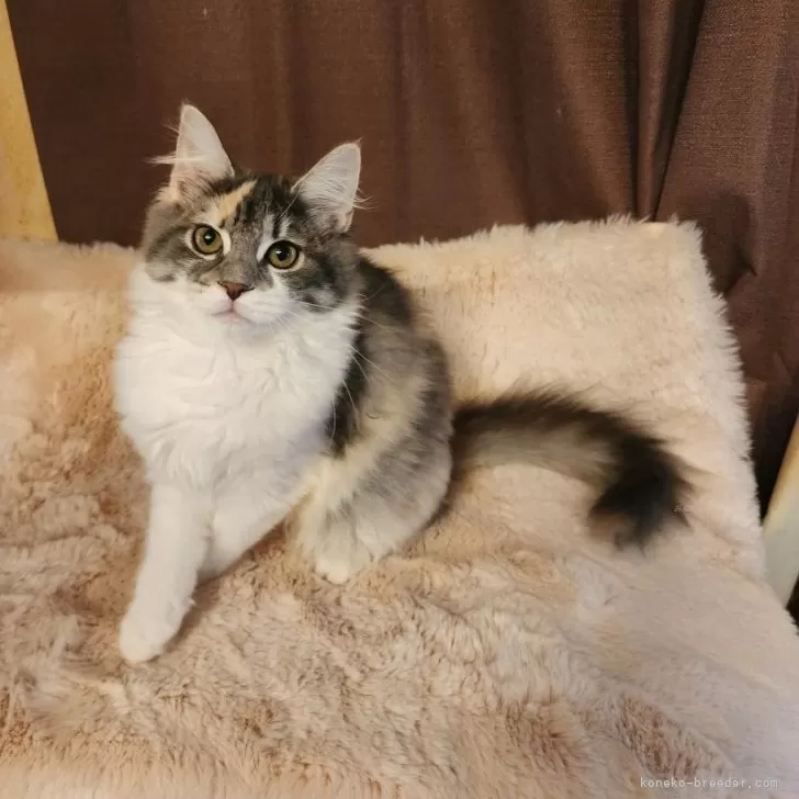 ID:2310-01555の子猫