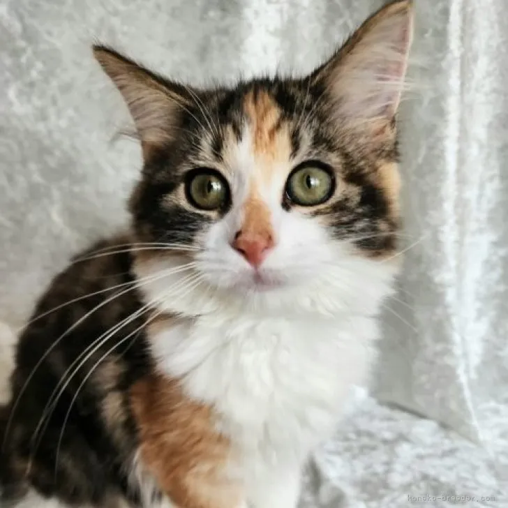 ID:2306-03419の子猫