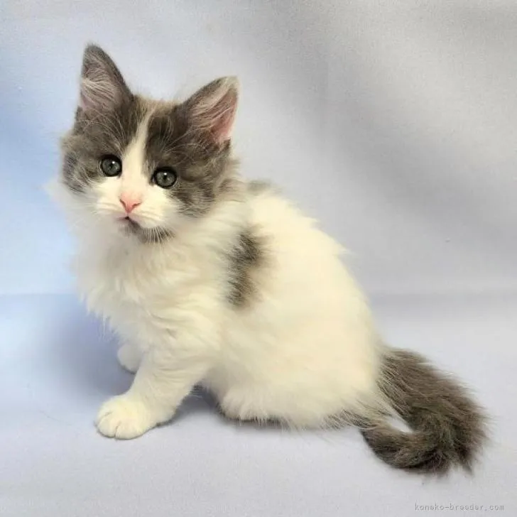 ID：2301-00110の子猫