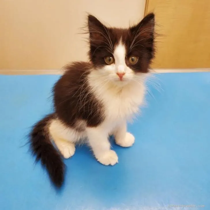ID:2209-00269の子猫