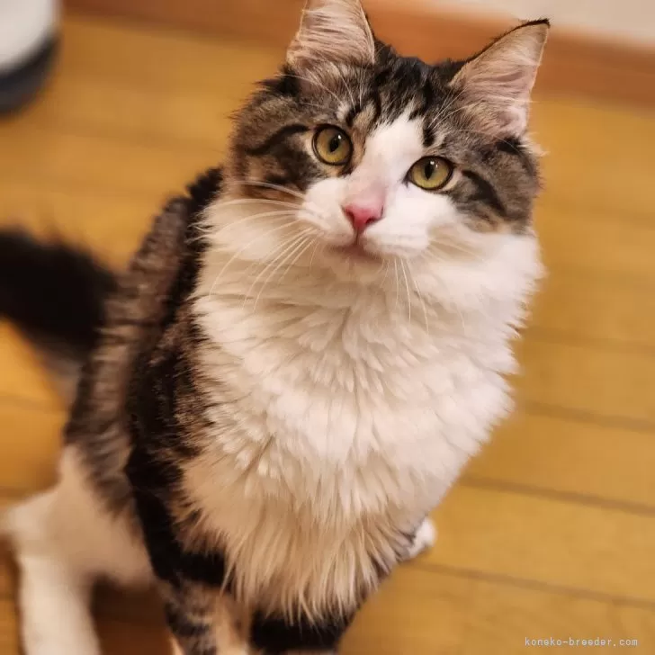 ID：2401-01982の子猫
