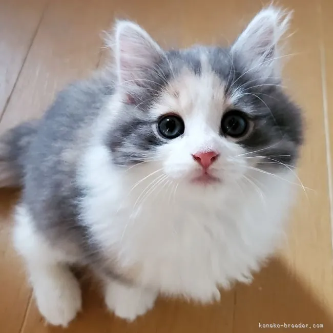 ID:2109-02312の子猫