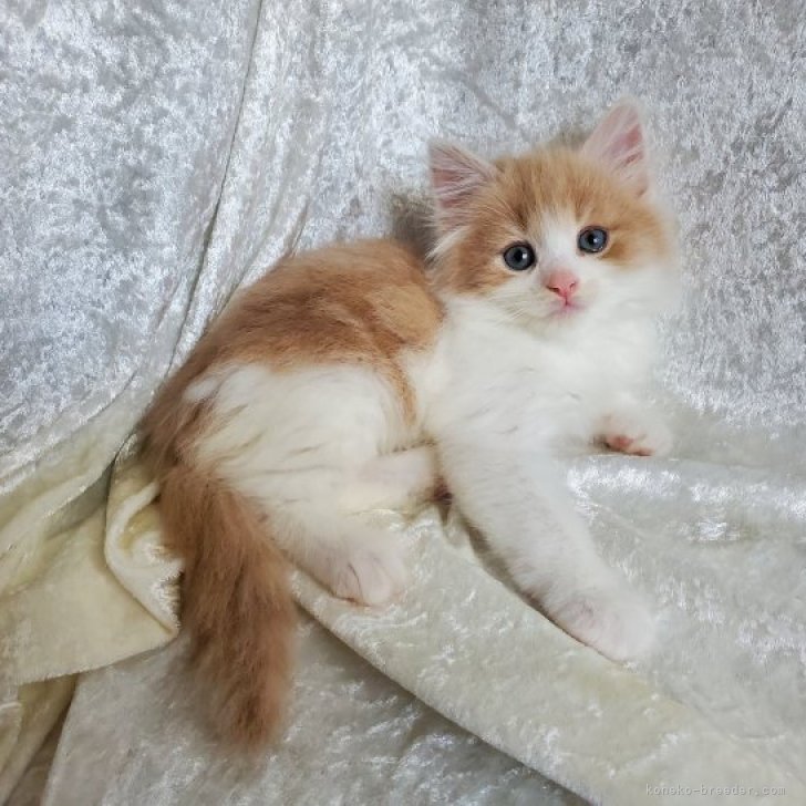 S.S 様のお迎えした子猫