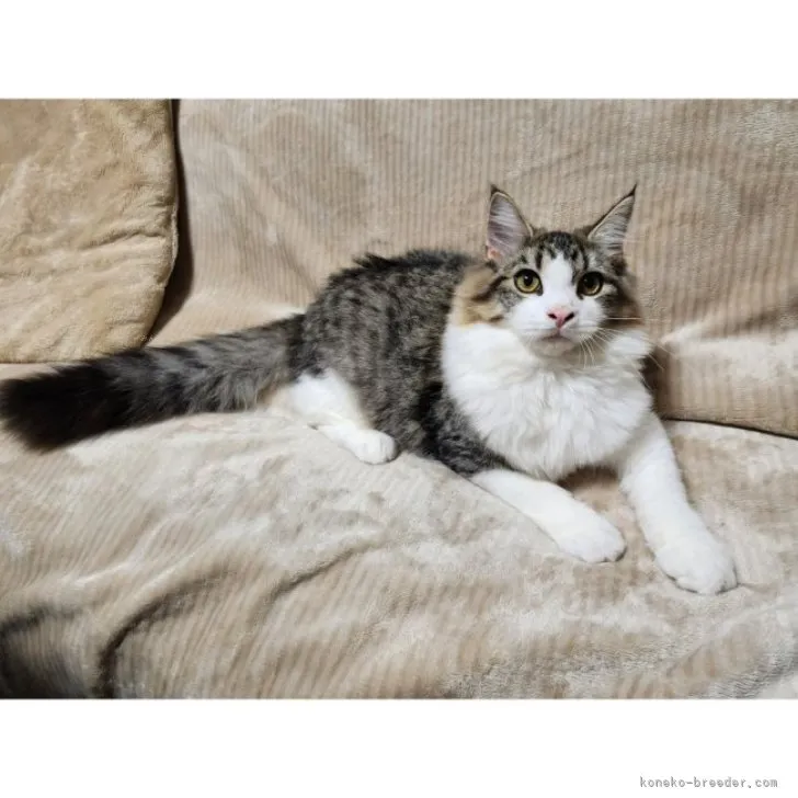 ID:2306-03424の子猫