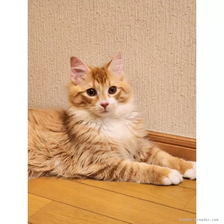 ID：2312-00415の子猫
