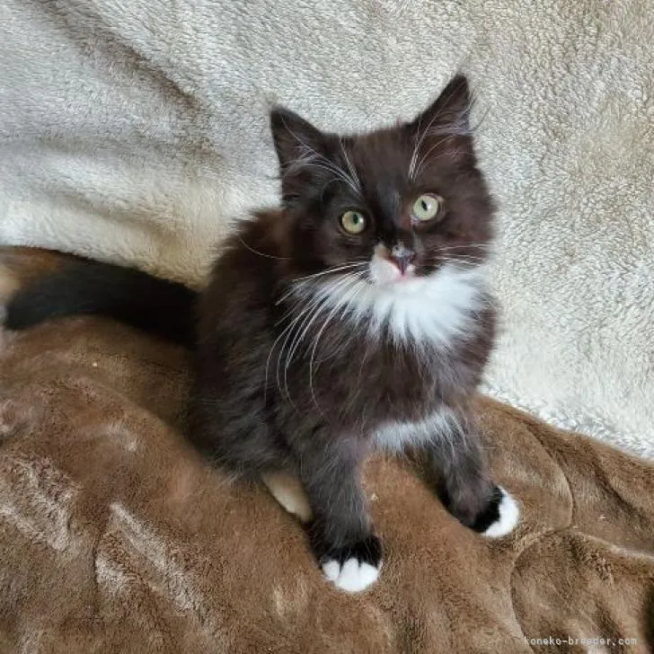 ID：2208-01121の子猫