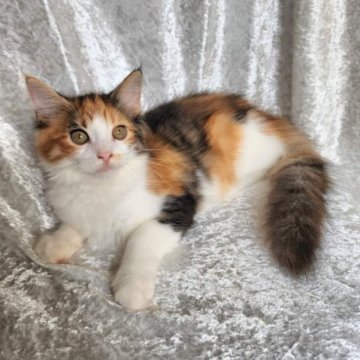 ノルウェージャンフォレストキャット【神奈川県・女の子・2023年5月1日・キャリコ】の写真「人懐こく可愛い女の子です🎀見学後お連れ帰り可能☆」