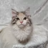 ノルウェージャンフォレストキャット【神奈川県・女の子・2024年4月6日・ダイリュートキャリコ(パステル三毛)】の写真1