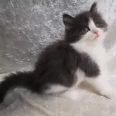 ノルウェージャンフォレストキャット【神奈川県・男の子・2024年7月31日・ブルー&ホワイト】の写真1