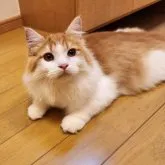 ノルウェージャンフォレストキャット【神奈川県・男の子・2023年5月1日・レッドタビー&ホワイト】の写真1