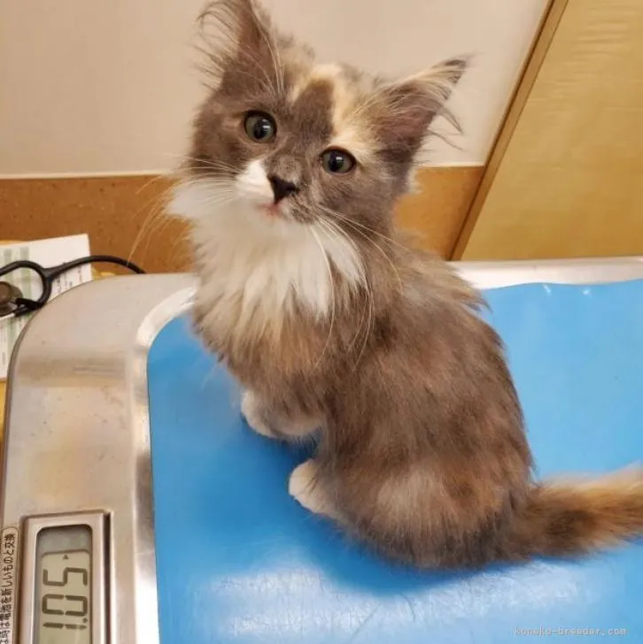 ID：2209-00275の子猫