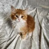 ノルウェージャンフォレストキャット【神奈川県・女の子・2022年11月2日・レッドタビー&ホワイト】の写真2