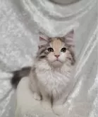 ノルウェージャンフォレストキャット【神奈川県・女の子・2024年4月6日・ダイリュートキャリコ(パステル三毛)】の写真2