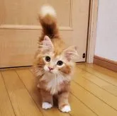 ノルウェージャンフォレストキャット【神奈川県・女の子・2023年4月5日・レッドタビー&ホワイト】の写真2