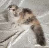 ノルウェージャンフォレストキャット【神奈川県・女の子・2024年4月6日・ダイリュートキャリコ(パステル三毛)】の写真3