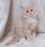 ノルウェージャンフォレストキャット【神奈川県・女の子・2023年12月25日・☆レア☆ミルクティカラー(クリーム&ホワイト)】の写真3