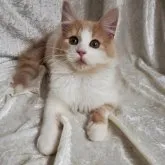 ノルウェージャンフォレストキャット【神奈川県・男の子・2022年11月23日・クリームタビー&ホワイト】の写真4