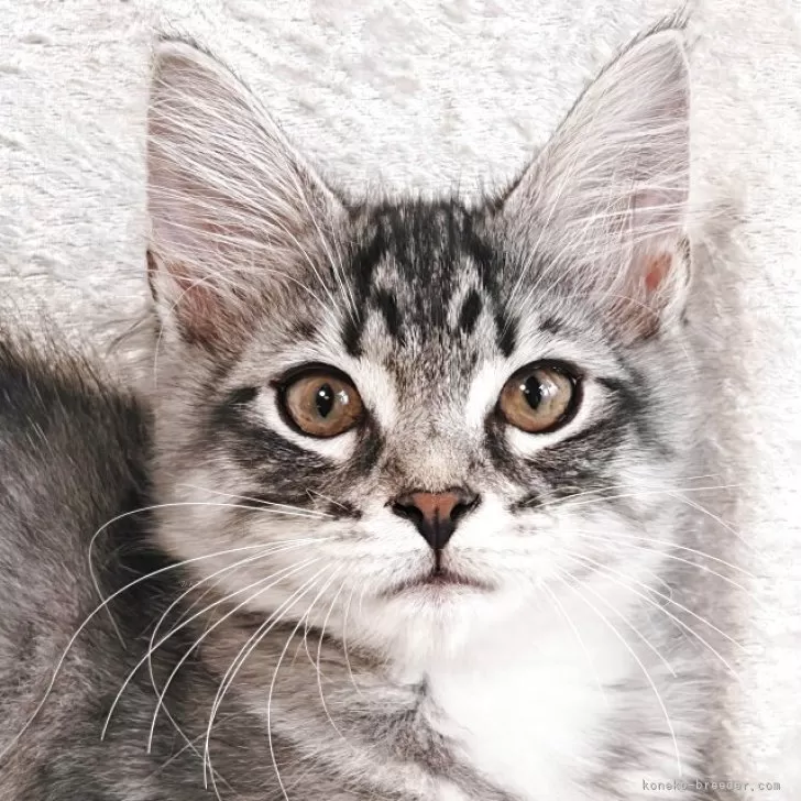 ID：2503-01277の子猫