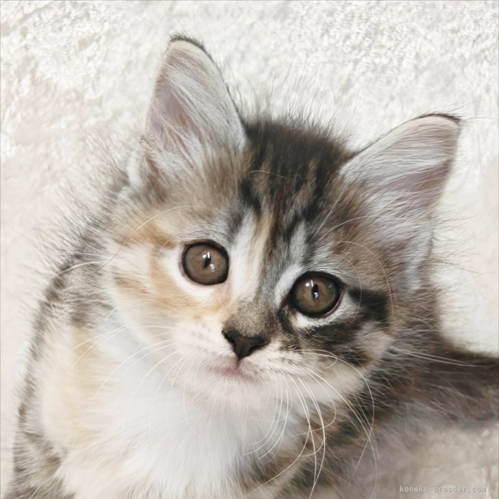 ブリーダー画像