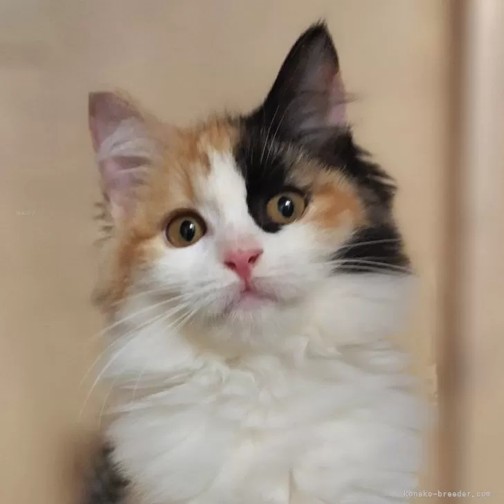 ID:2410-03059の子猫