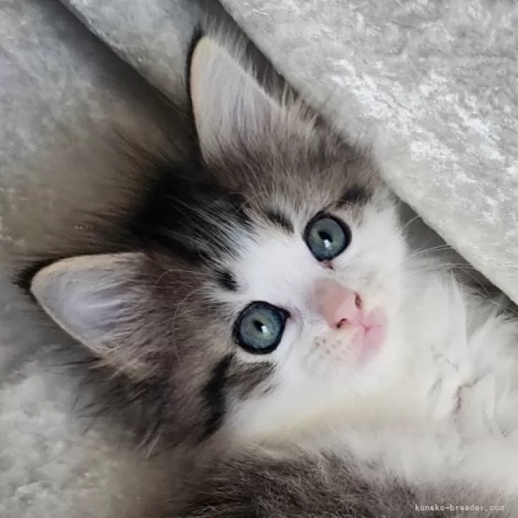 M.T 様のお迎えした子猫