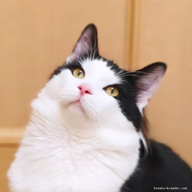 T.N 様のお迎えした子猫