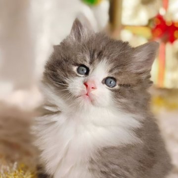 ノルウェージャンフォレストキャット【神奈川県・男の子・2025年10月27日・ブルータビー&ホワイト】の写真「モフモフのわんぱく王子です👑」