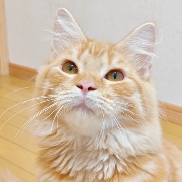 ノルウェージャンフォレストキャット【神奈川県・男の子・2024年12月27日・レッドタビー】の写真「人懐こいマイペースなゴロゴロ君✨」