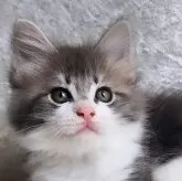 ノルウェージャンフォレストキャット