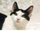 ノルウェージャンフォレストキャット