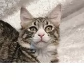 ノルウェージャンフォレストキャット