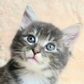 ノルウェージャンフォレストキャット