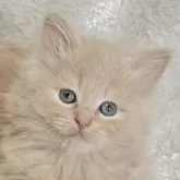 ノルウェージャンフォレストキャット