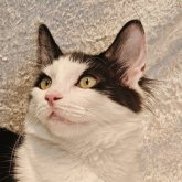 ノルウェージャンフォレストキャット