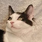 ノルウェージャンフォレストキャット