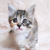 ノルウェージャンフォレストキャット