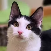 ノルウェージャンフォレストキャット