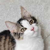 ノルウェージャンフォレストキャット