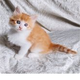 ノルウェージャンフォレストキャット