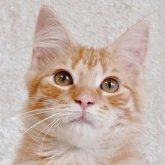 ノルウェージャンフォレストキャット