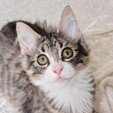 ノルウェージャンフォレストキャット