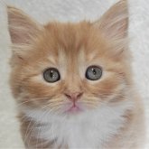 ノルウェージャンフォレストキャット