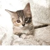 ノルウェージャンフォレストキャット