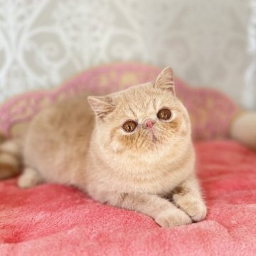 エキゾチックショートヘア【埼玉県・男の子・2023年8月30日・クリームマッカレータビー】の写真「大きな目、大きな頭、短いボディー
甘えん坊で活発」