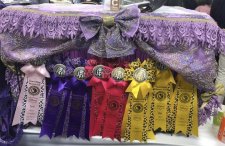 エキゾチックショートヘア【・男の子・2014年4月29日・CREAM TABBY】