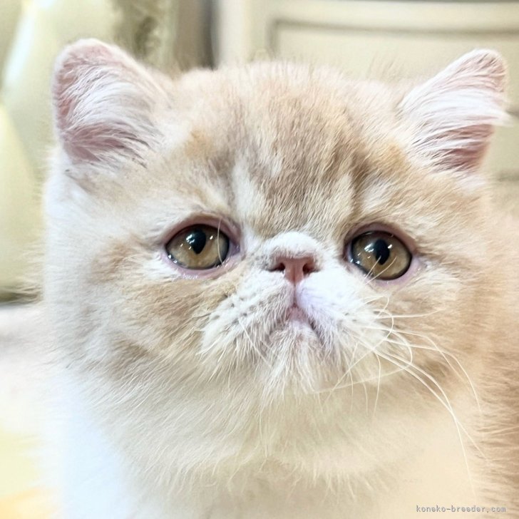 ブリーダー画像