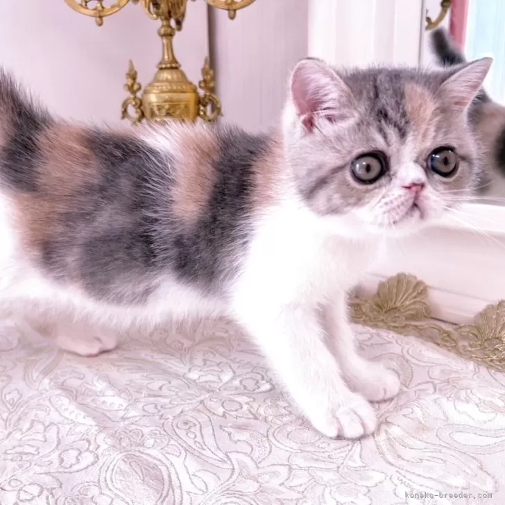 ID:2506-00603の子猫
