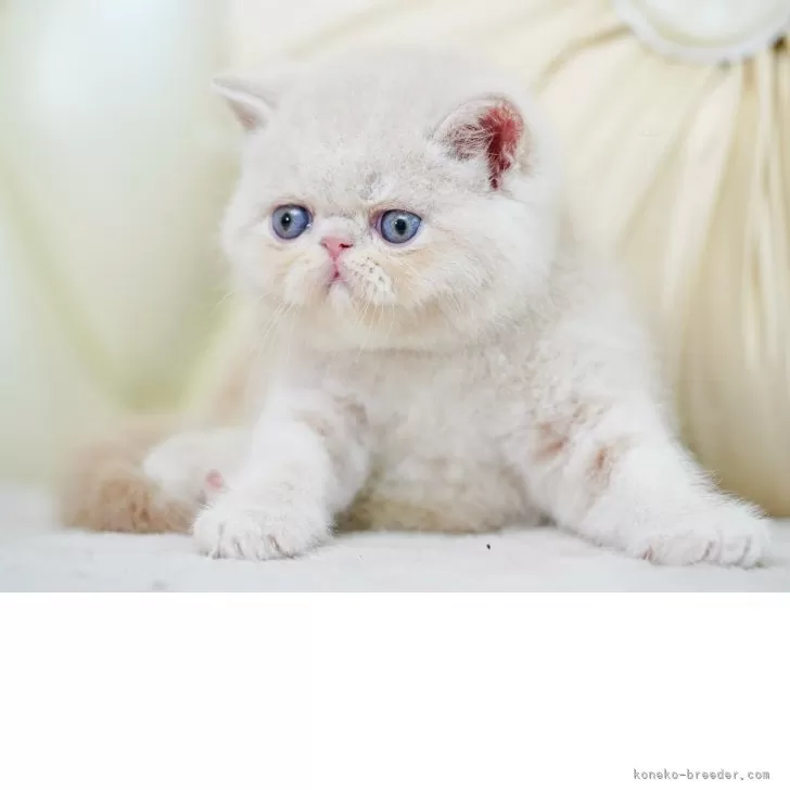 ID:2507-01118の子猫